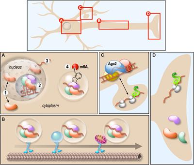 Editorial: “Role of Ribonucleoprotein Complexes in Neurodevelopment and in the Physiopathology of Neurological Diseases”